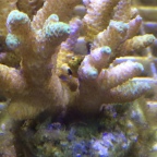 Acropora with signs of bleaching