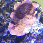 Montipora - thriving in these tank conditions!
